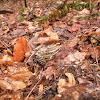 Pickerel frog