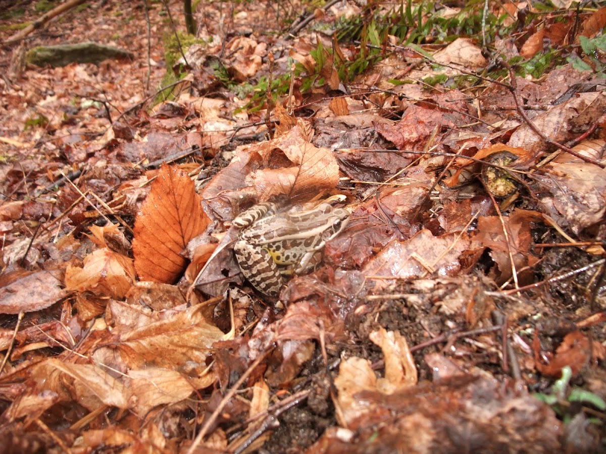 Pickerel frog