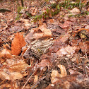 Pickerel frog