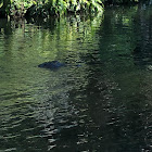 American Alligator