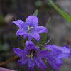 Bellflower