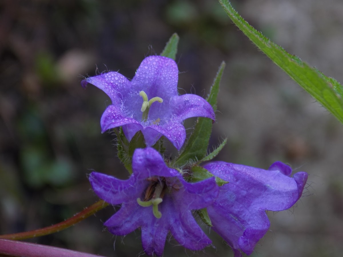 Bellflower