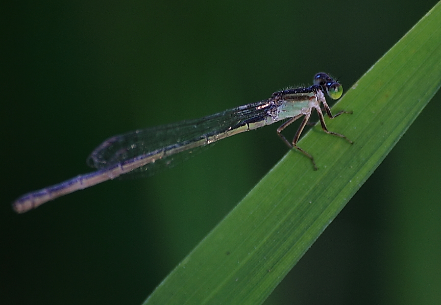 Pygmy wisp