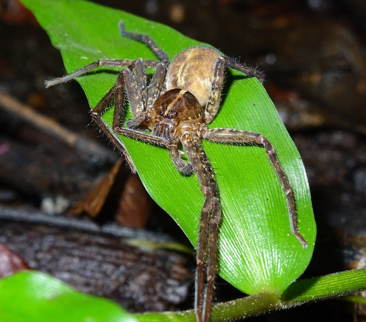 Wolf spider