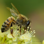 European Honey Bee