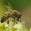 European Honey Bee