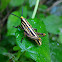 Slant-faced Grasshopper