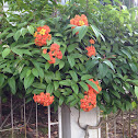 Kock's Bauhinia