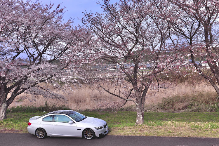 3シリーズ クーペの桜とコラボ・桜のトンネルに関するカスタム事例の投稿画像10枚目