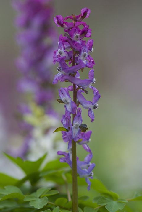 10. Corydalis