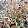 Smooth Cladonia