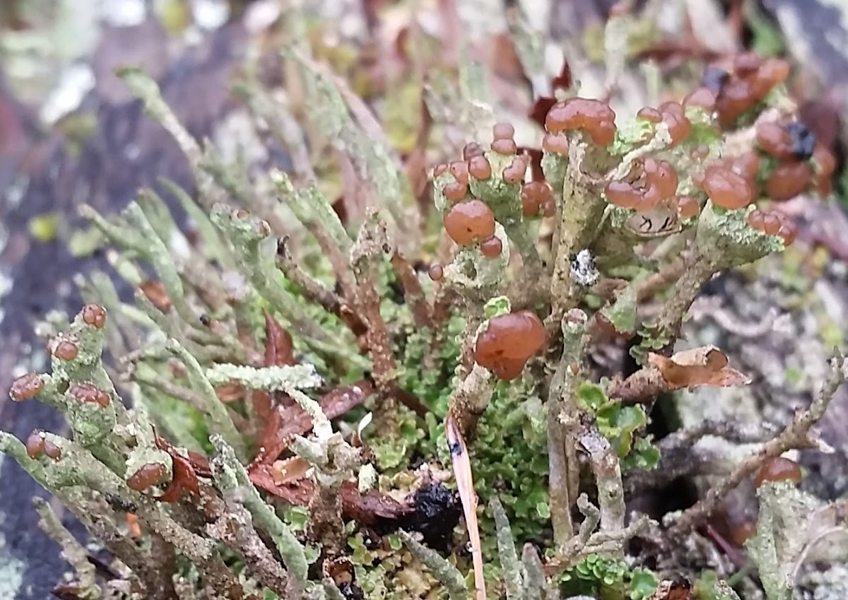 Smooth Cladonia