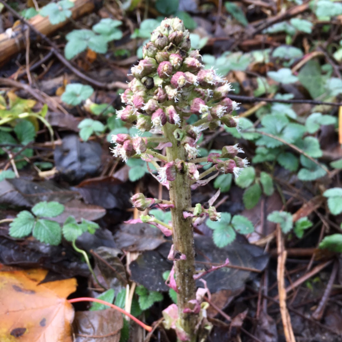 Mycotroph?