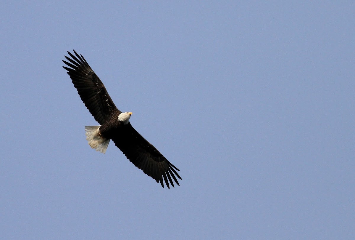 Bald Eagle