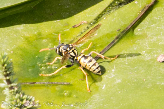 Iberian Paper Wasp