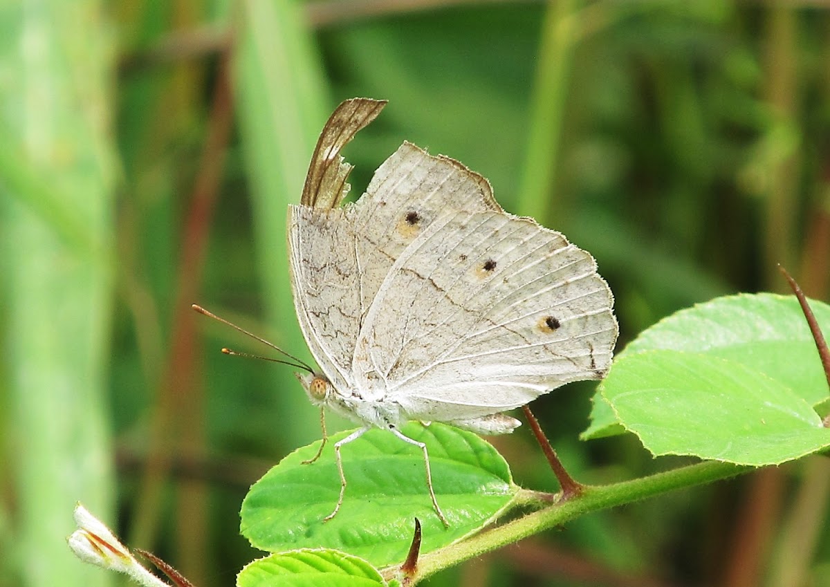 Gray Pansy