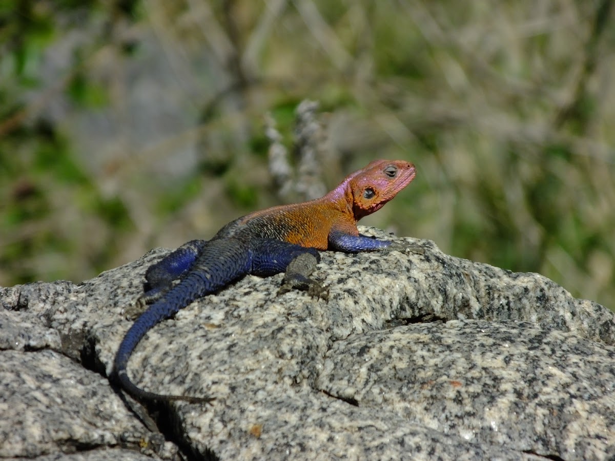 flat headed rock agama aka spiderman lizard