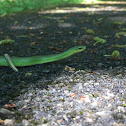 Smooth green snake