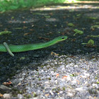 Smooth green snake