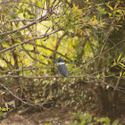 Belted Kingfisher