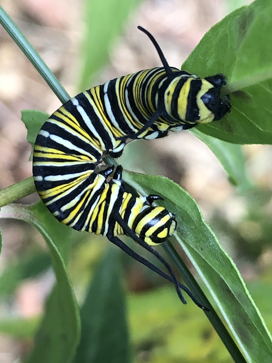 Monarch Caterpillar