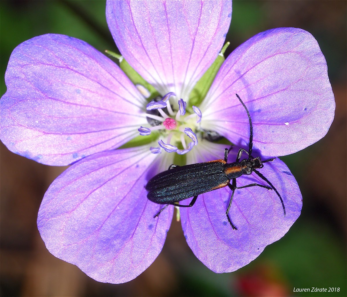 Oedemerid Beetle