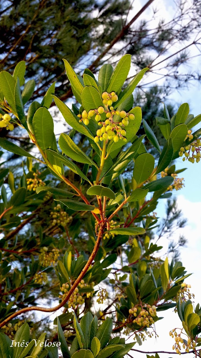 Strawberry Tree