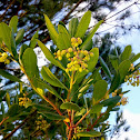 Strawberry Tree