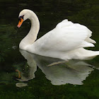 The mute swan