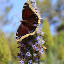 Mourning Cloak Butterfly