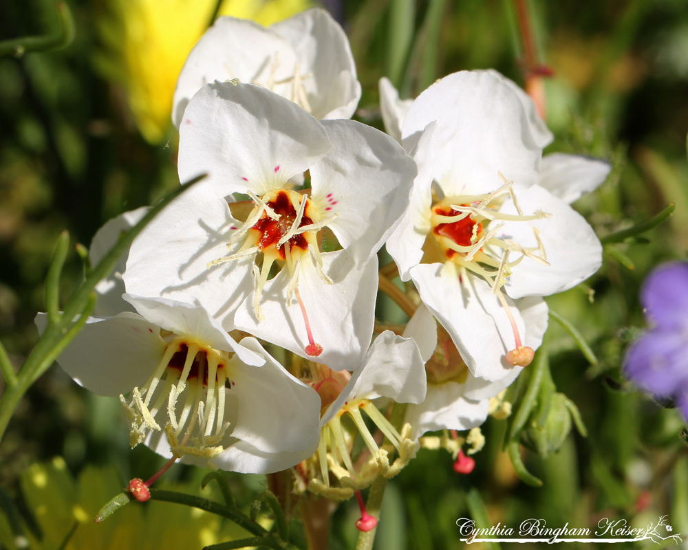 Brown-eyed Primrose