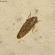 Leafhopper