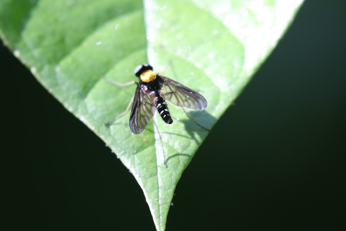 Golden-backed Snipe Fly