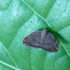 Planthopper