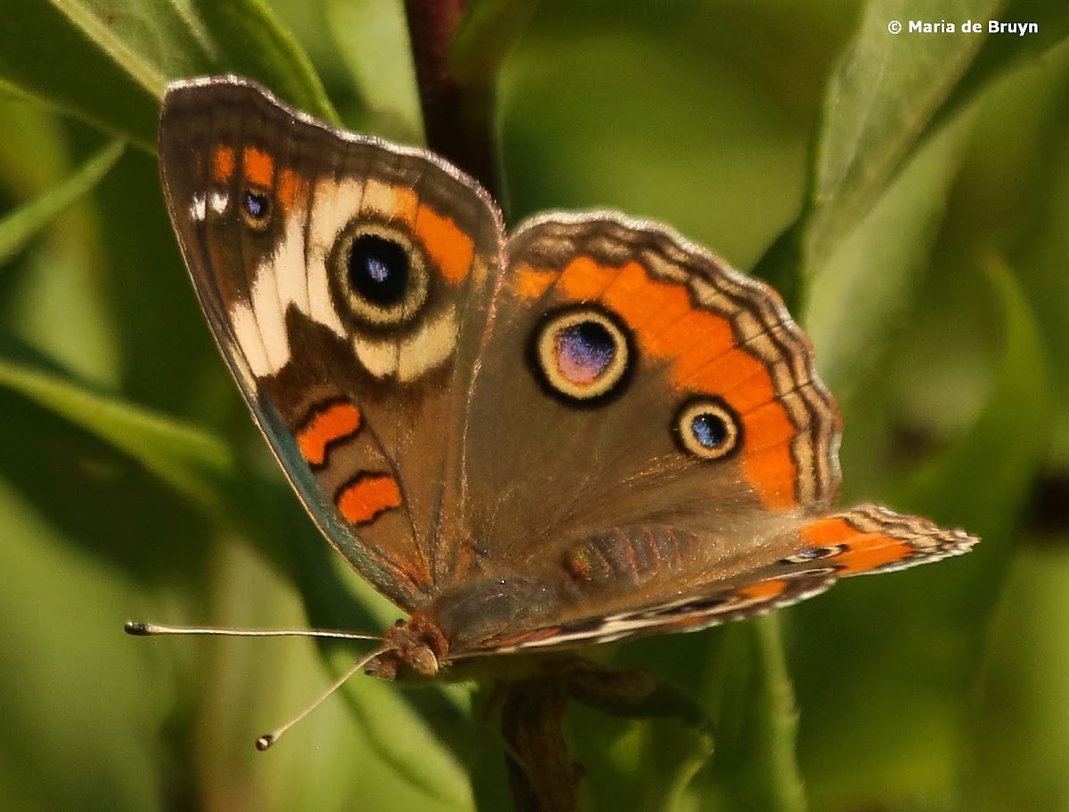 Common buckeye butterfly