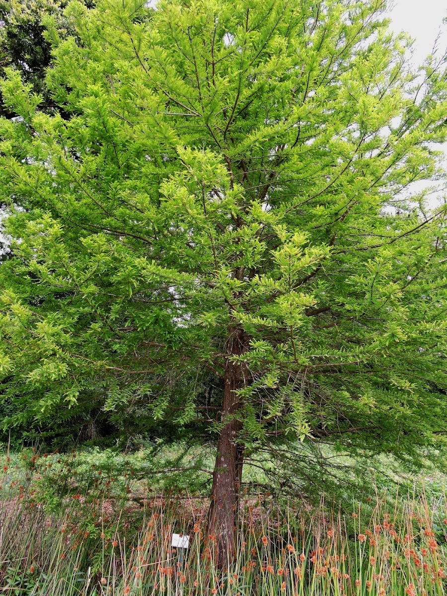 Bald Cypress