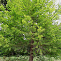 Bald Cypress