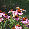 Swallowtail Butterfly