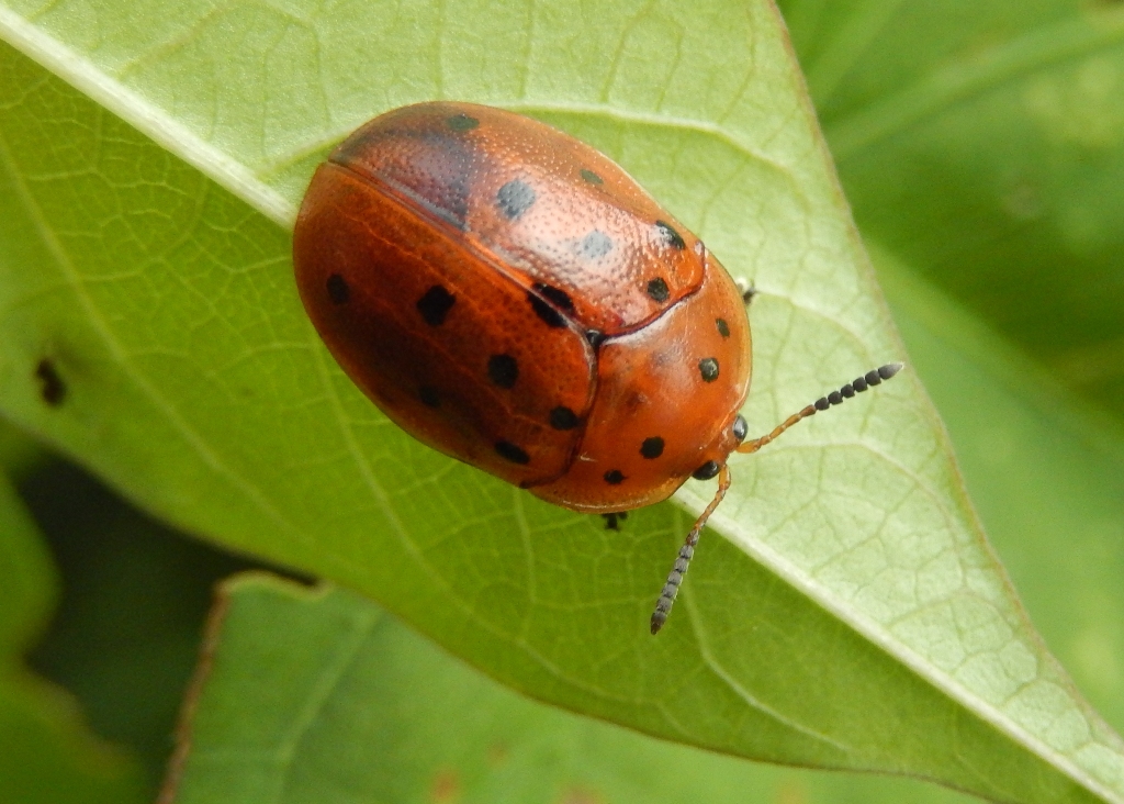 Argus Tortoise Beetle