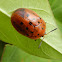 Argus Tortoise Beetle