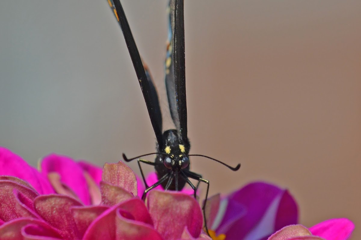 Black Swallowtail