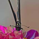 Black Swallowtail