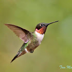 Ruby-throated Hummingbird