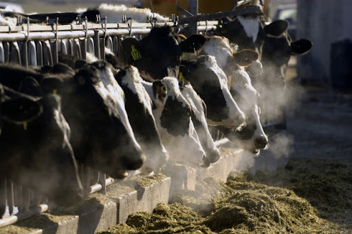 EU odobrila plan Holandije za smanjenje emisije azota gašenjem farmi stoke