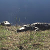 American Alligator