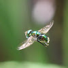 Green Hoverfly