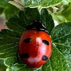 Asian Lady Beetle