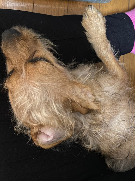 Nボックスの日曜日・今日もお疲れ様でした・ちゃちゃまるの寝顔・また明日から頑張ろー・フォロワーさんありがとう！に関するカスタム事例の投稿画像5枚目