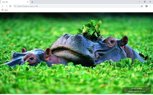 Hippopotamus New Tab & Wallpapers Collection