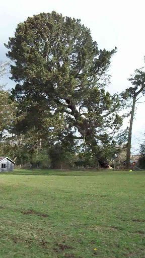 Monterey Pine